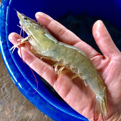 sancor shrimp