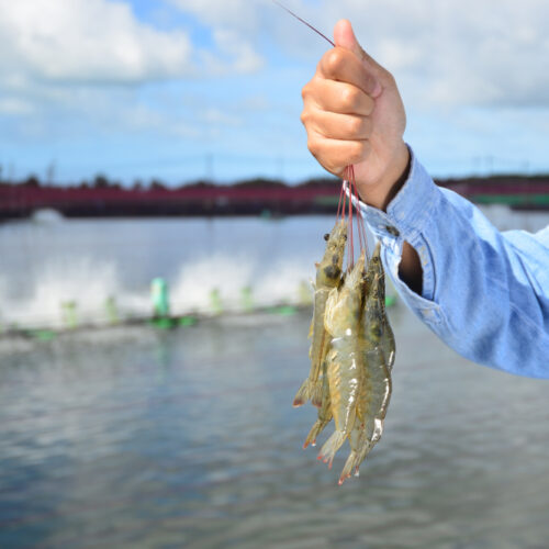 shrimp marecuador