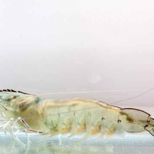 Shrimp,Broodstock,In,Clear,Glass