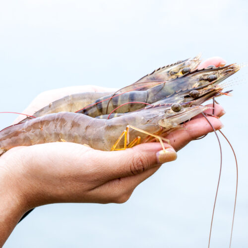 Shrimp,On,Hand