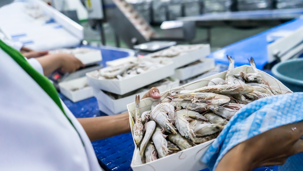 The Meticulous Packing Process of Ecuadorian Shrimp