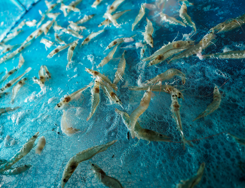 Sancor Corporation: Empowering Quality in Ecuadorian Shrimp Production