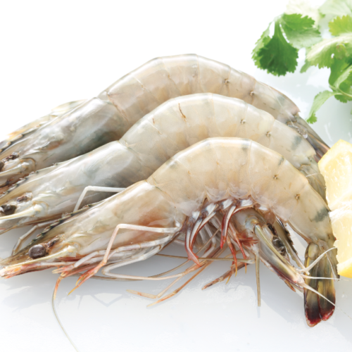 sancor white shrimp